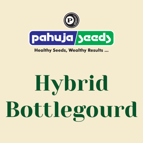 Hybrid-Bottlegourd
