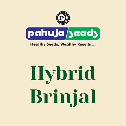 Hybrid-Brinjal