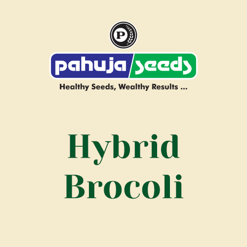 Hybrid-Brocoli