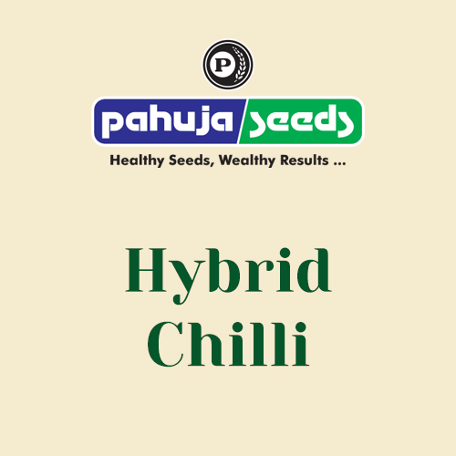 Hybrid-Chilli