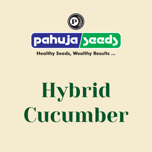 Hybrid-Cucumber