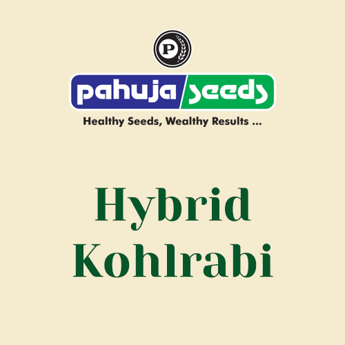 Hybrid-Kohlrabi