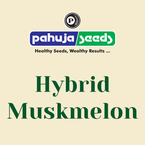Hybrid-Muskmelon