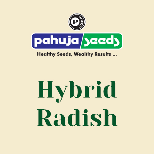 Hybrid-Radish
