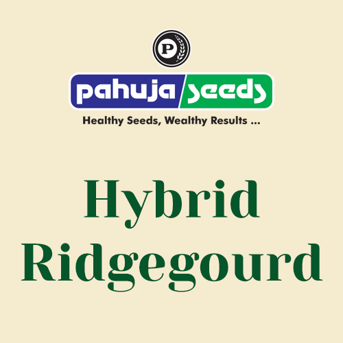 Hybrid-Ridgegourd