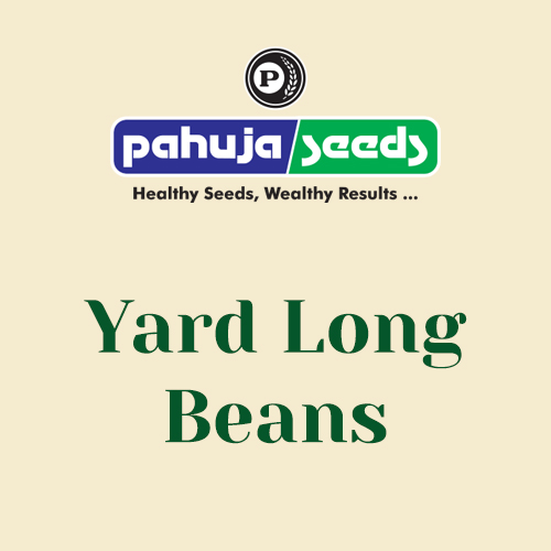 Yard-Long-Beans